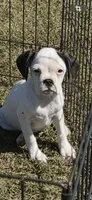 Bubbles, a female French Bulldog and Cavalier King Charles Spaniel for sale in Peachtree City, GA – 4 of 4