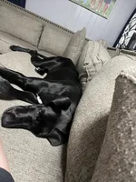 Charlotte, a female Great Dane for sale in Peachtree City, GA – 3 of 3