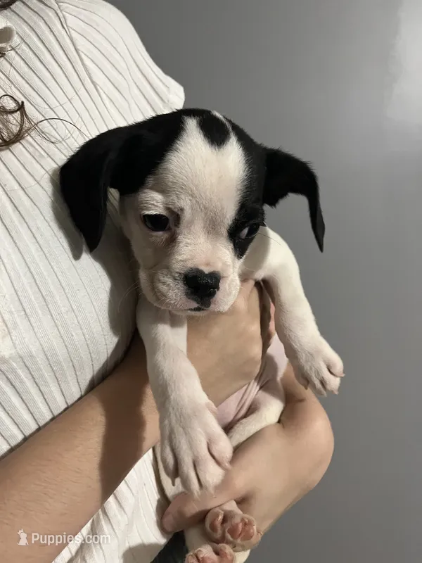 French Bulldog/ Caviler Spaniel mix – French Bulldog puppy for sale in Peachtree City, GA