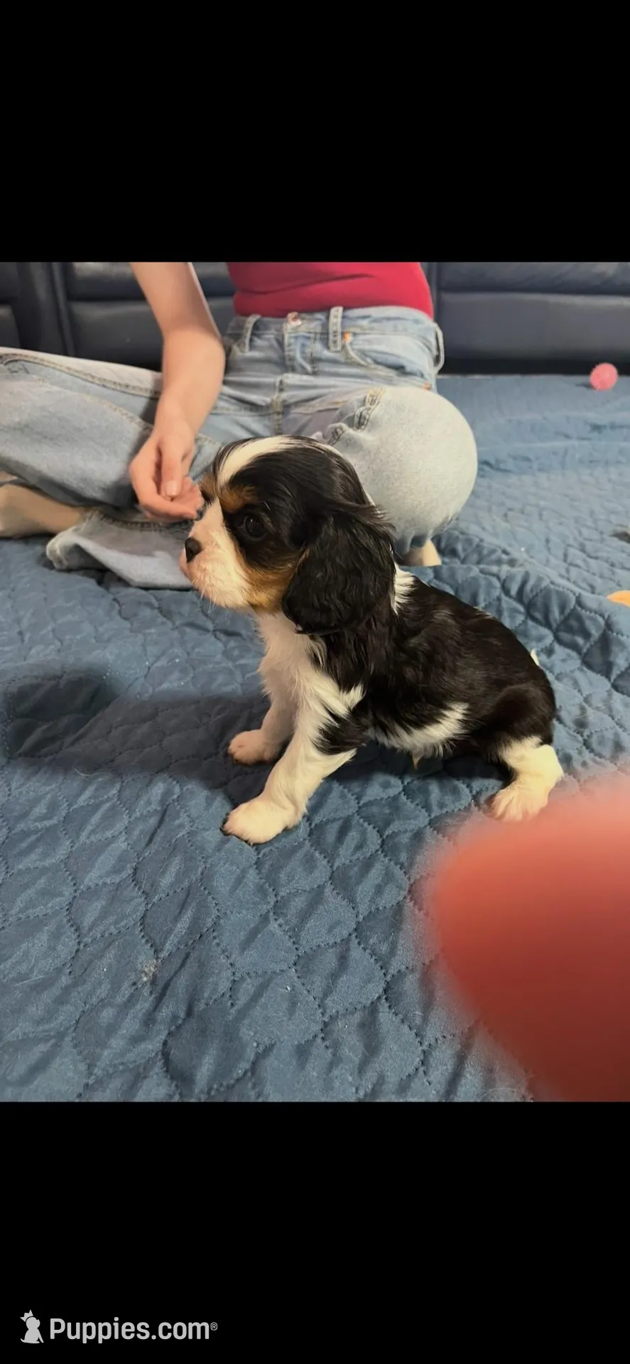 AKC Welden – Cavalier King Charles Spaniel puppy for sale in Atlanta, GA