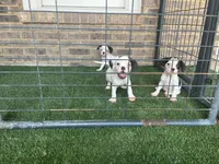 French Bulldog/ Caviler Spaniel mix, a female French Bulldog for sale in Peachtree City, GA – 4 of 6