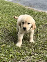 AKC Golden Retriever , a female Golden Retriever for sale in Villa Rica, GA – Photo 3 of 5