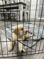 Casey, a female Golden Retriever for sale in Atlanta, GA – Photo 3 of 4