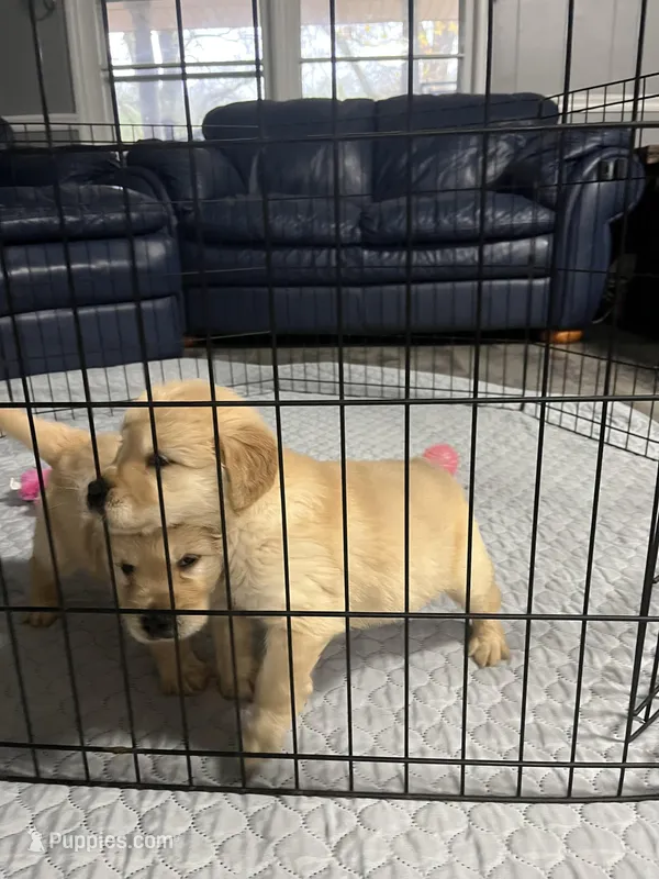 Casey – Golden Retriever puppy for sale in Atlanta, GA