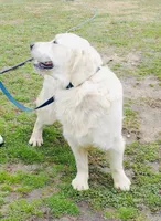 Casey, a female Golden Retriever for sale in Atlanta, GA – Photo 4 of 4