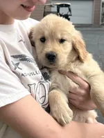 AKC Golden Retriever , a female Golden Retriever for sale in Villa Rica, GA – Photo 4 of 5