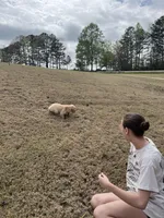 AKC Golden Retriever , a female Golden Retriever for sale in Villa Rica, GA – Photo 5 of 5