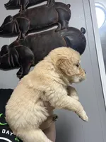 Casey, a female Golden Retriever for sale in Myrtle Beach, SC – Photo 3 of 3