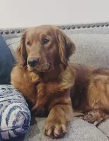 Casey, a female Golden Retriever for sale in Atlanta, GA – Photo 2 of 4