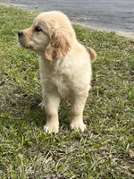AKC Golden Retriever , a female Golden Retriever for sale in Villa Rica, GA – Photo 2 of 5