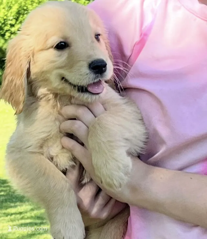 Casey – Golden Retriever puppy for sale in Myrtle Beach, SC