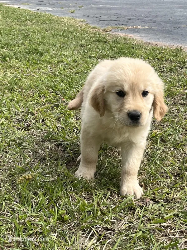 AKC Golden Retriever  – Golden Retriever puppy for sale in Villa Rica, GA
