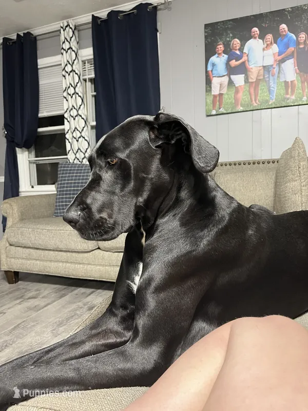 Charlotte – Great Dane puppy for sale in Peachtree City, GA