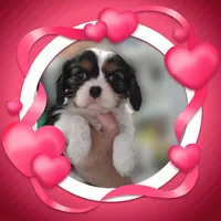 Birdie, a female Cavalier King Charles Spaniel for sale in Atlanta, GA – Photo 3 of 4