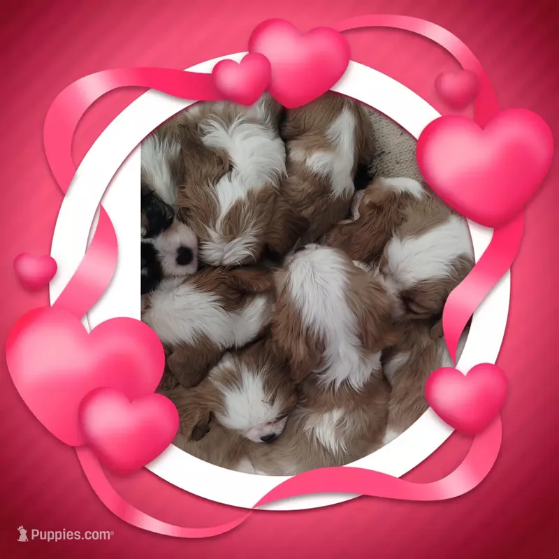 Birdie, a female Cavalier King Charles Spaniel for sale in Atlanta, GA – Photo 1 of 4