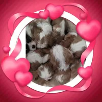 Birdie, a female Cavalier King Charles Spaniel for sale in Atlanta, GA – Photo 1 of 4