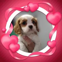 Birdie, a female Cavalier King Charles Spaniel for sale in Atlanta, GA – Photo 2 of 4
