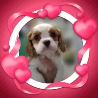 Birdie, a female Cavalier King Charles Spaniel for sale in Atlanta, GA – Photo 4 of 4