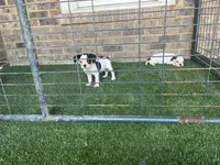French Bulldog/ Caviler Spaniel mix, a female French Bulldog for sale in Peachtree City, GA – 6 of 6