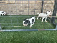 French Bulldog/ Caviler Spaniel mix, a female French Bulldog for sale in Peachtree City, GA – 3 of 6