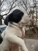 Royal Frenchel, a male French Bulldog and Cavalier King Charles Spaniel for sale in Atlanta, GA – Photo 3 of 4