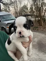 Royal Frenchel, a male French Bulldog and Cavalier King Charles Spaniel for sale in Atlanta, GA – Photo 2 of 4