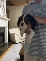 AKC Cavalier King. Charles Spaniel , a male Cavalier King Charles Spaniel for sale in Villa Rica, GA – Photo 1 of 3