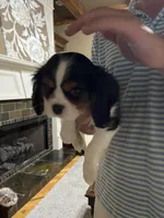 AKC Cavalier King. Charles Spaniel , a male Cavalier King Charles Spaniel for sale in Villa Rica, GA – Photo 2 of 3