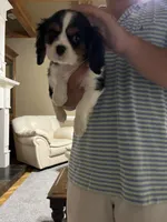 AKC Cavalier King. Charles Spaniel , a male Cavalier King Charles Spaniel for sale in Villa Rica, GA – Photo 3 of 3