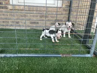 French Bulldog/ Caviler Spaniel mix, a female French Bulldog for sale in Peachtree City, GA – 2 of 6