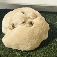 Sandra, a female Golden Retriever for sale in Atlanta, GA – Photo 3 of 4