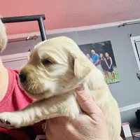 Sandra, a female Golden Retriever for sale in Atlanta, GA – Photo 2 of 4