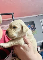 Tucker, a female Golden Retriever for sale in Atlanta, GA – Photo 2 of 2