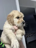 Sandra, a female Golden Retriever for sale in Charlotte, NC – Photo 3 of 3