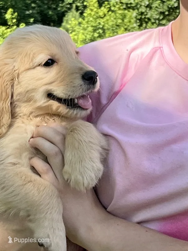 Sandra – Golden Retriever puppy for sale in Atlanta, GA