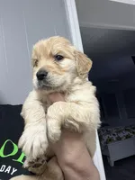 Sandra, a female Golden Retriever for sale in Charlotte, NC – Photo 1 of 3