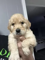 Sandra, a female Golden Retriever for sale in Charlotte, NC – Photo 2 of 3