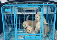 Ottis, a male Golden Retriever for sale in Atlanta, GA – Photo 7 of 10