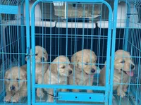 Ottis, a male Golden Retriever for sale in Atlanta, GA – Photo 8 of 10