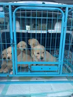 Ottis, a male Golden Retriever for sale in Atlanta, GA – Photo 10 of 10