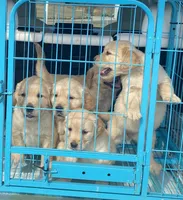 Ottis, a male Golden Retriever for sale in Atlanta, GA – Photo 6 of 10