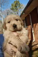 Ottis, a male Golden Retriever for sale in Atlanta, GA – Photo 5 of 10