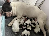 processed/d80c8bf0-bc59-4930-8b93-e0b8325d6804/listing/f85ea763-ace7-44dd-91d0-c99b69150dc2/8fb89c9f-0242-4efd-82f6-875b1c8fdcd8