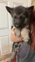 German shepherd , a male German Shepherd Dog for sale in Haines City, FL – 1 of 1