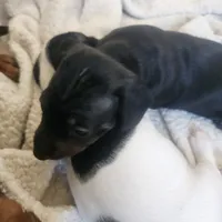 Female 1, a male Dachshund for sale in Gilbert, AZ – 2 of 7