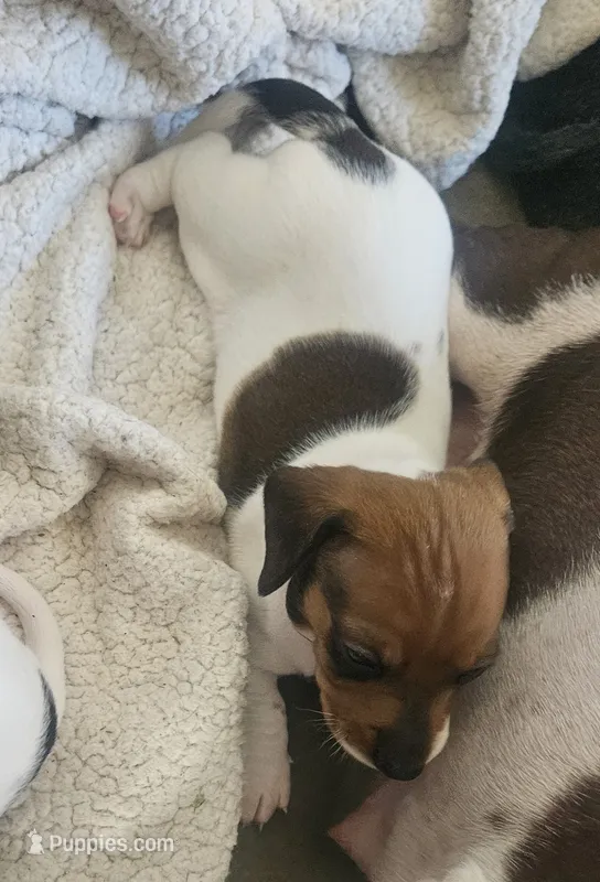 Boy 2 – Dachshund puppy for sale in Gilbert, AZ