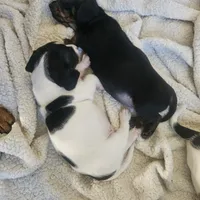Female 1, a male Dachshund for sale in Gilbert, AZ – 7 of 7