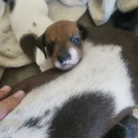 Boy 2, a male Dachshund for sale in Gilbert, AZ – 3 of 5