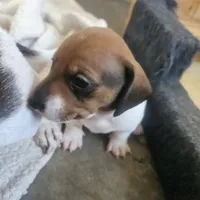 Boy 2, a male Dachshund for sale in Gilbert, AZ – 4 of 5