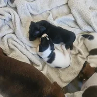 Boy 1, a male Dachshund for sale in Gilbert, AZ – 6 of 7